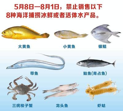 象山全面禁渔再升级 冰鲜水产品禁售，海鲜市场迎来最严监管
