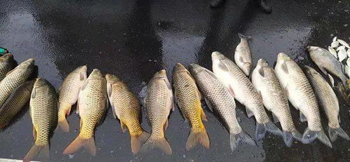 邵阳三人因非法捕捞水产品投案自首，面临法律严惩