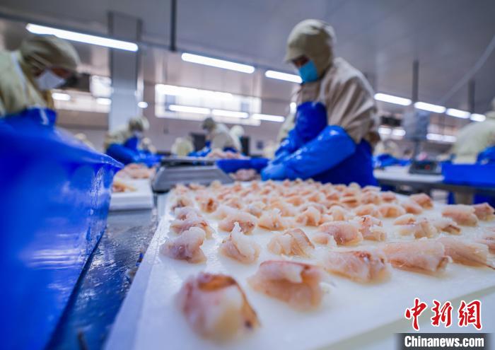 荣成水产品出口加工忙，远销海外拓市场