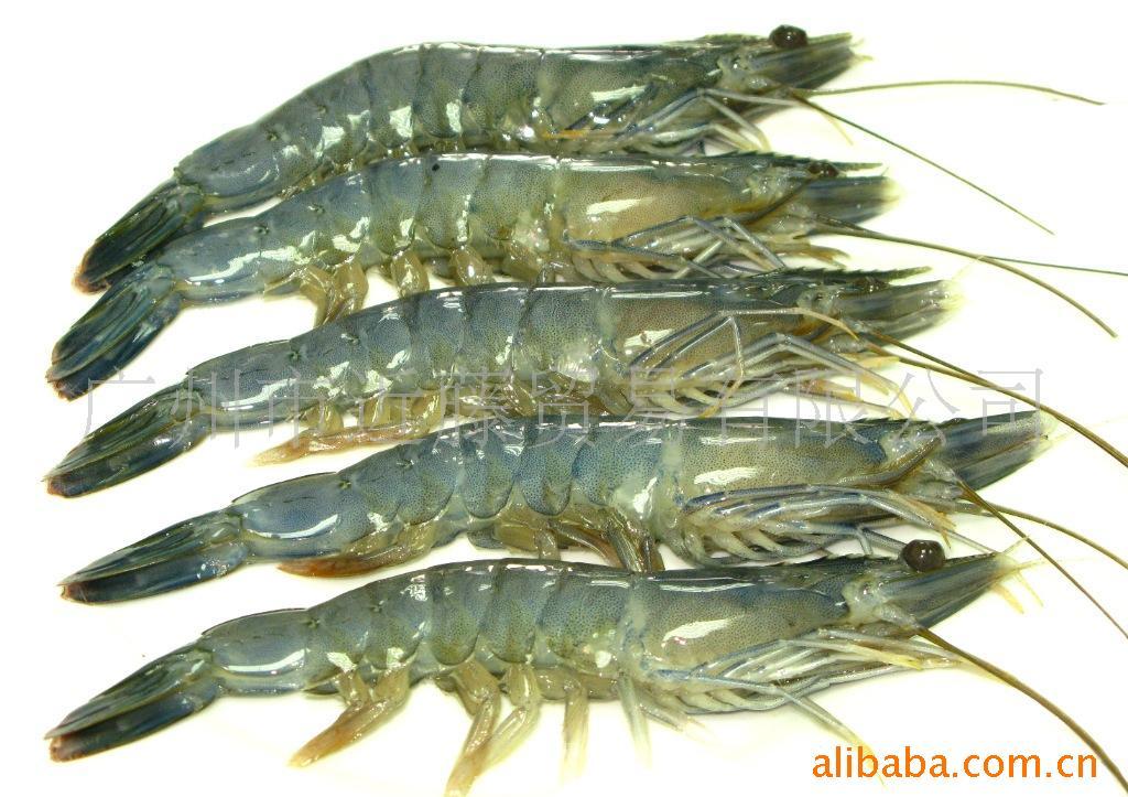 探索蓝天使虾 从深海到餐桌的顶级日料体验